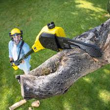 Best Lawn Maintenance Plans  in Shackle Island, TN